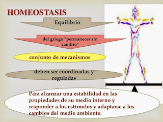 Resultado de imagen para homeostÃ¡sis espaÃ±ol