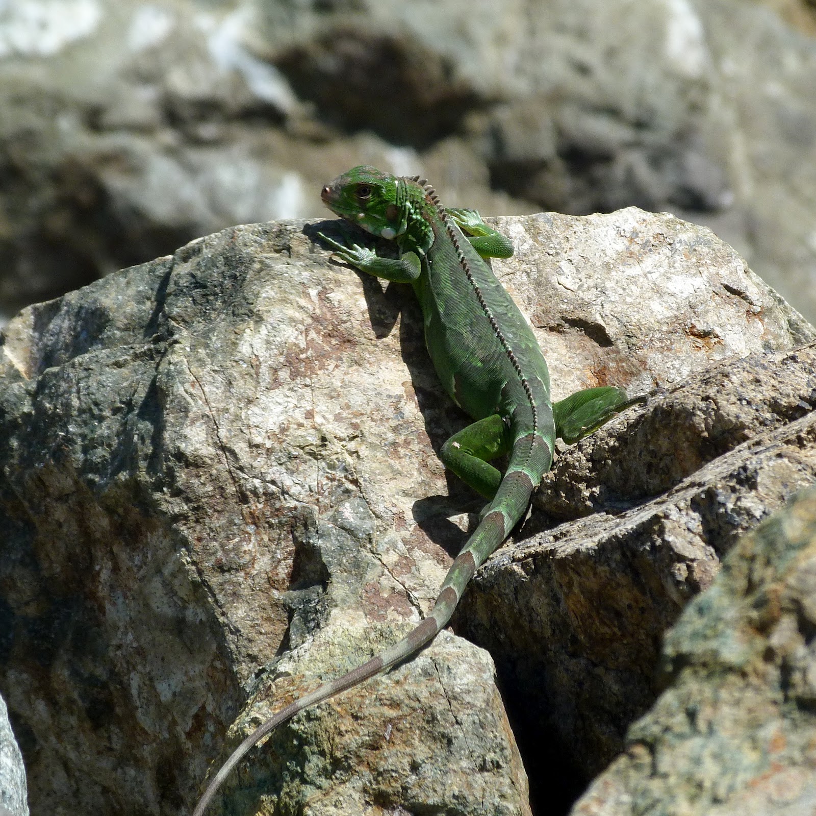 Gaither Caribbean Cruise