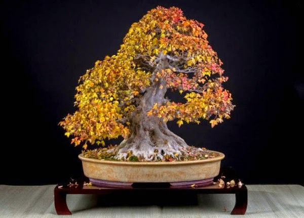 Magnificent bonsai types