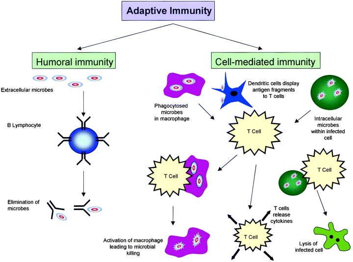 Tenacious PT Lyme Disease How The Lymphatic System, Humoral Immunity