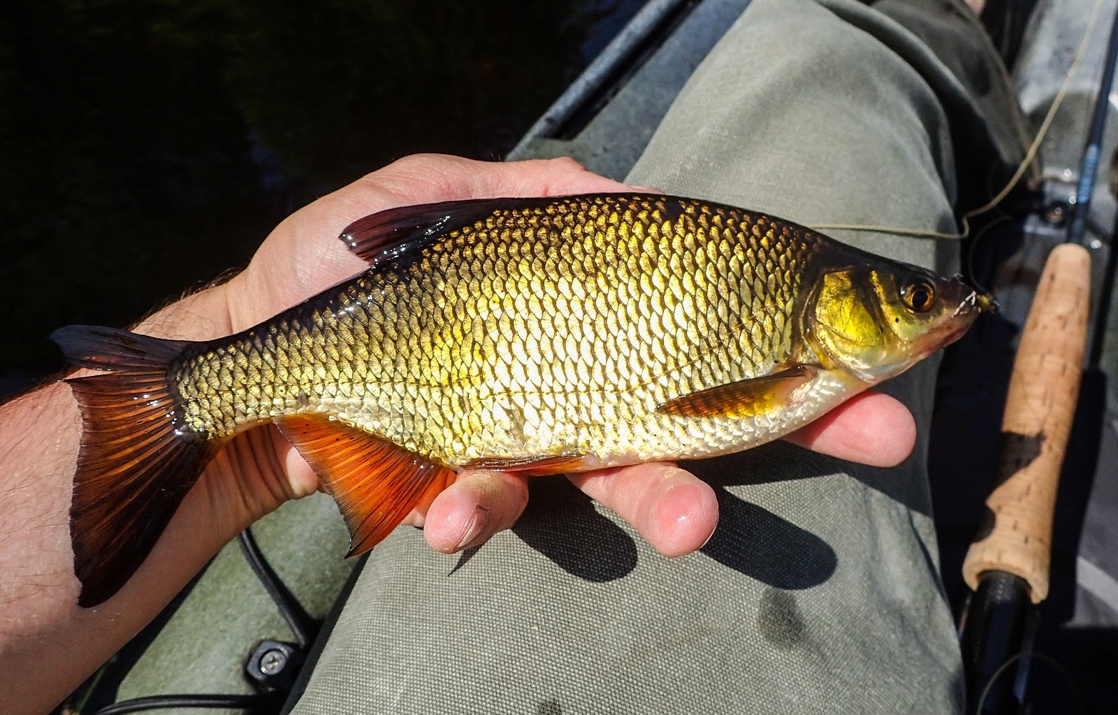 Bull bluegills and big bass –