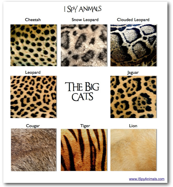 Abe's Animals: Big cat fur pattern profile