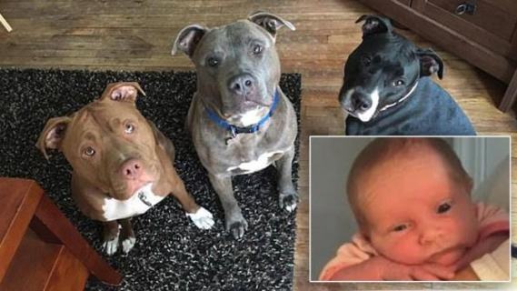 3-week-old girl gets bitten to death after being left alone with the family's three pit bulls
