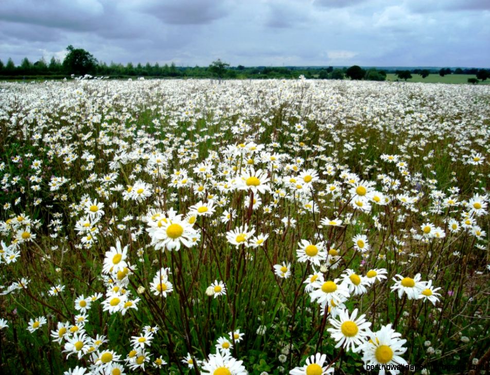Daisy Field by iriscup on DeviantArt