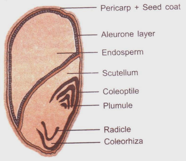 Class XII NCERT Biology Answers of Chapter 2, Sexual Reproduction in Flowering Plants graphics