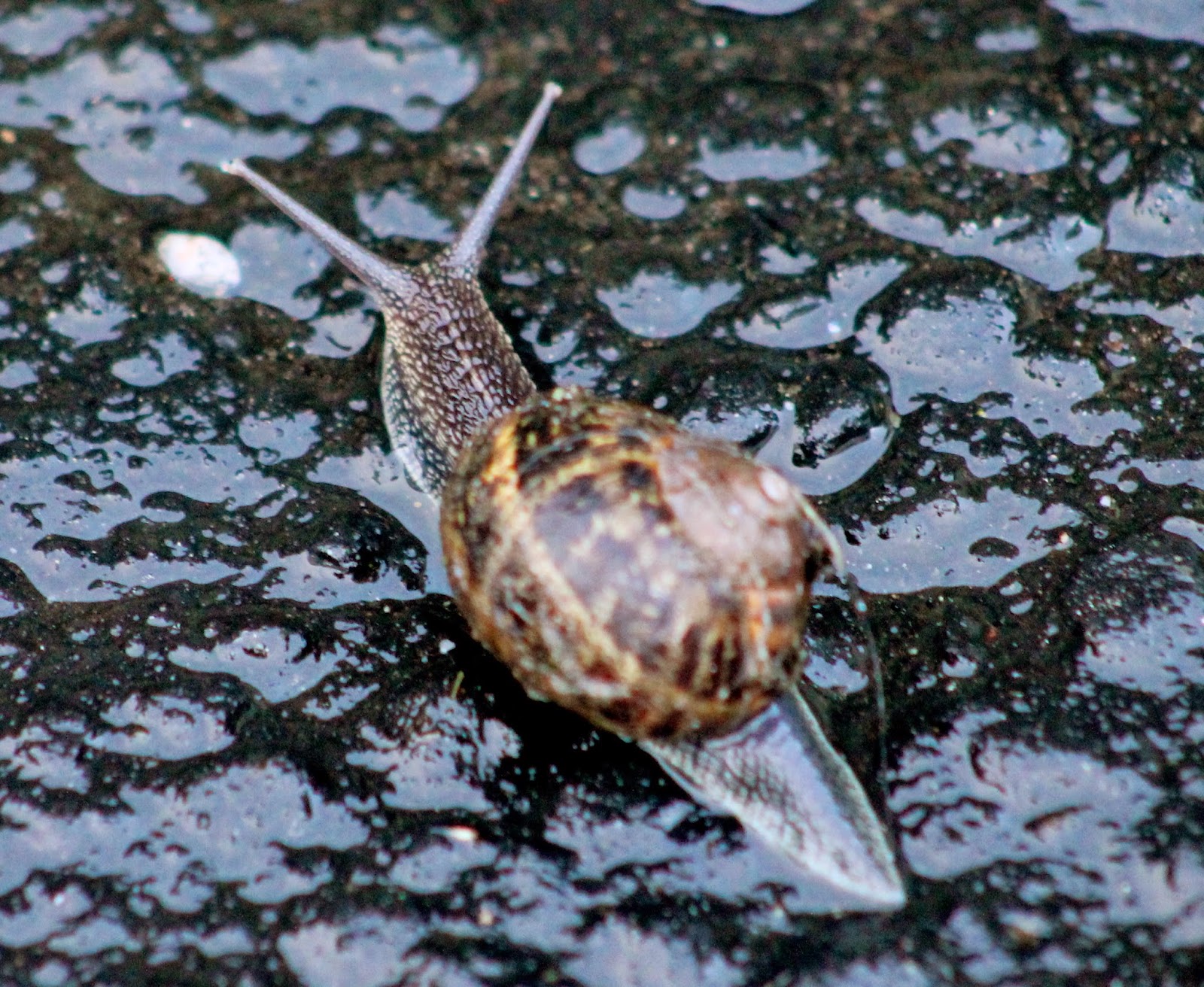 Ty and Ida On the Road Redwood Coast Northern California