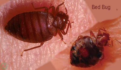 bed bug, bed bug insect,ছারপোকা, মৎকুণ