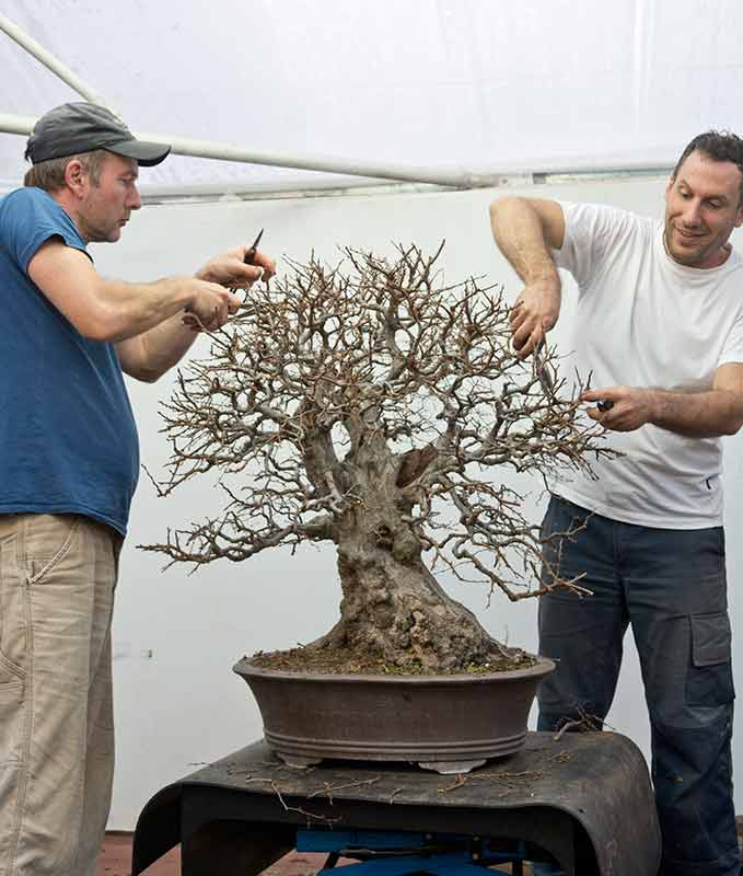 Walter Pall Bonsai Adventures Master Class Croatia 2018 20
