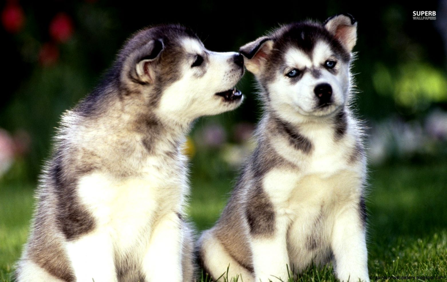 Siberian Husky Puppy