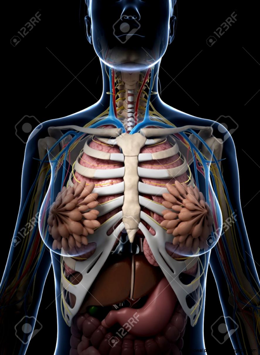 3d Rendered Illustration Of The Female Anatomy Stock Photo