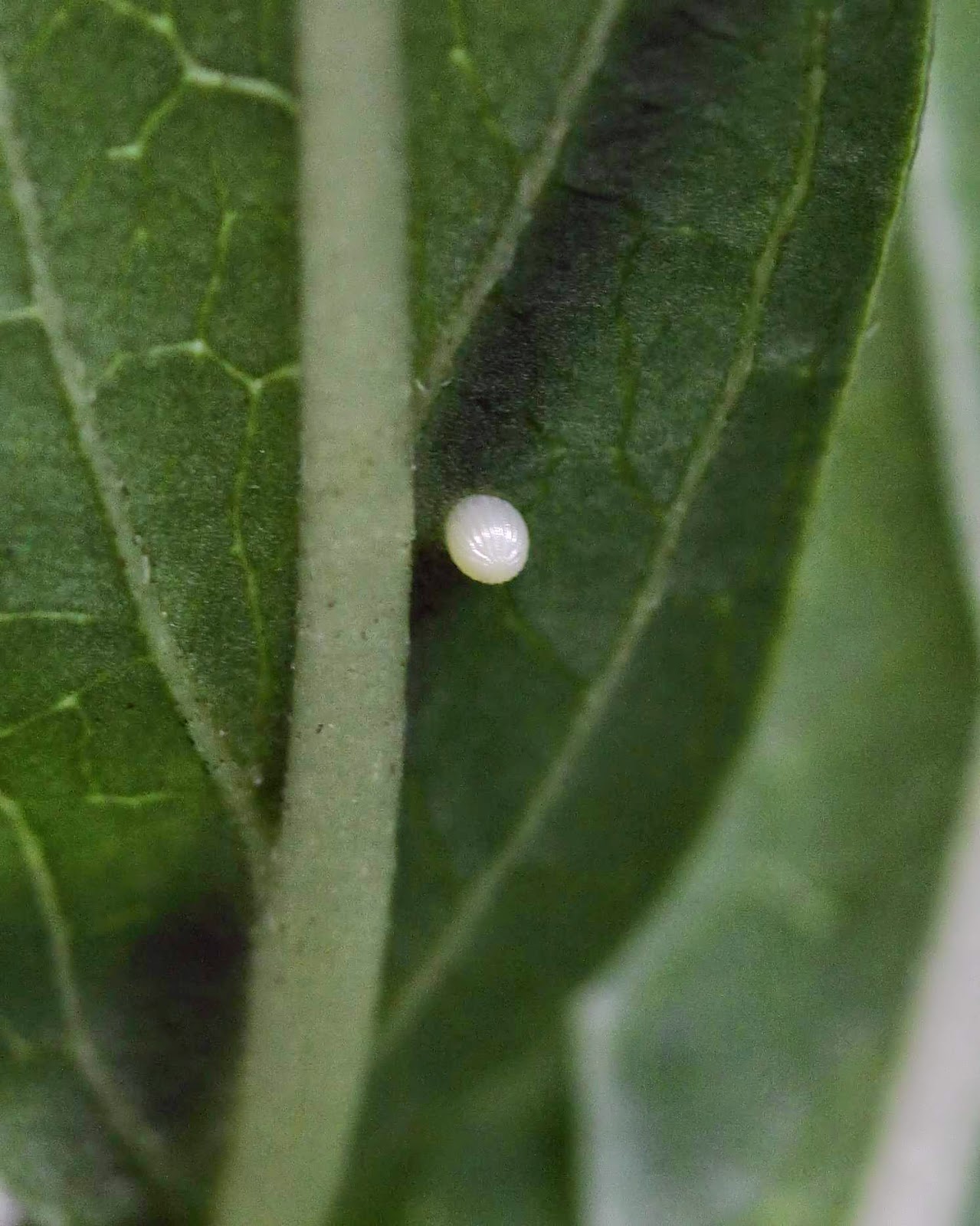 Birds from Behind "Bringing Nature Home"