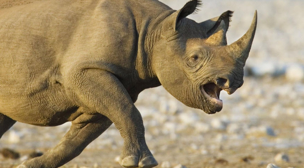 Black Rhinoceros The Biggest Animals Kingdom Black Rhinoceros The Biggest Animals Kingdom