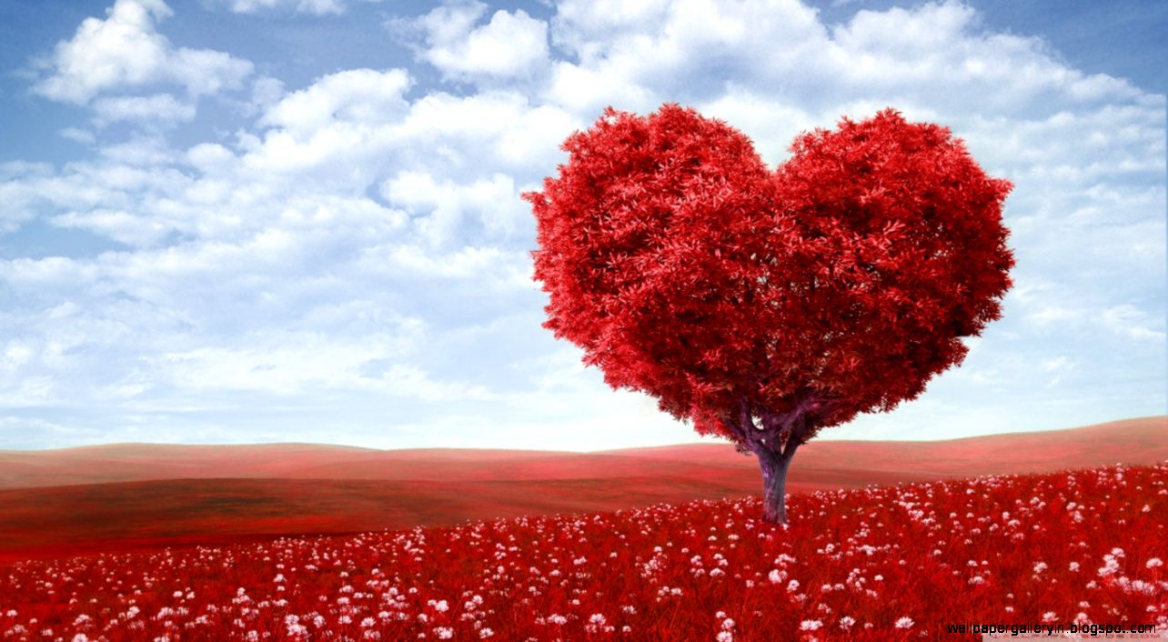 Valentines Day 2014 HD desktop wallpaper  Widescreen  High