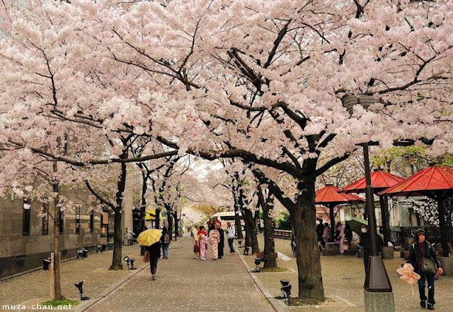ngắm hoa anh đào ở quận Gion, Kyoto