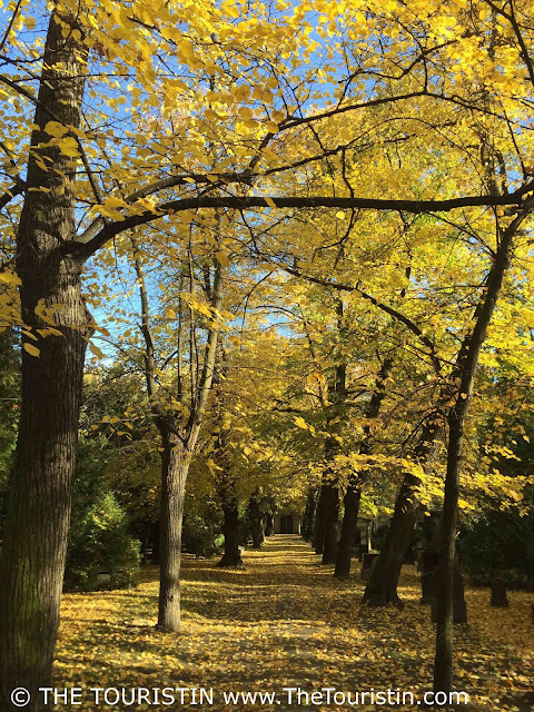 Path, where vanishing point perspective draws you in, below trees in bright yellow autumn foliage.