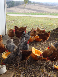 chicken coop broken hill 8