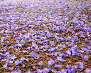 Jacaranda blossoms on grass