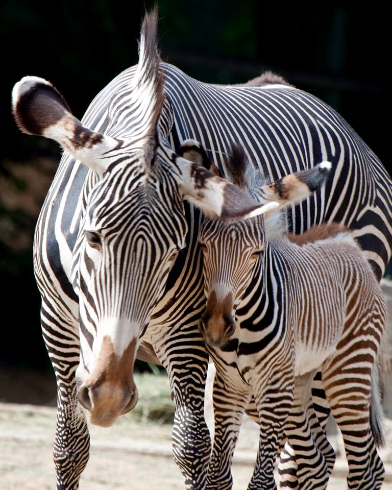 Cute Zebra Wallpapers 4