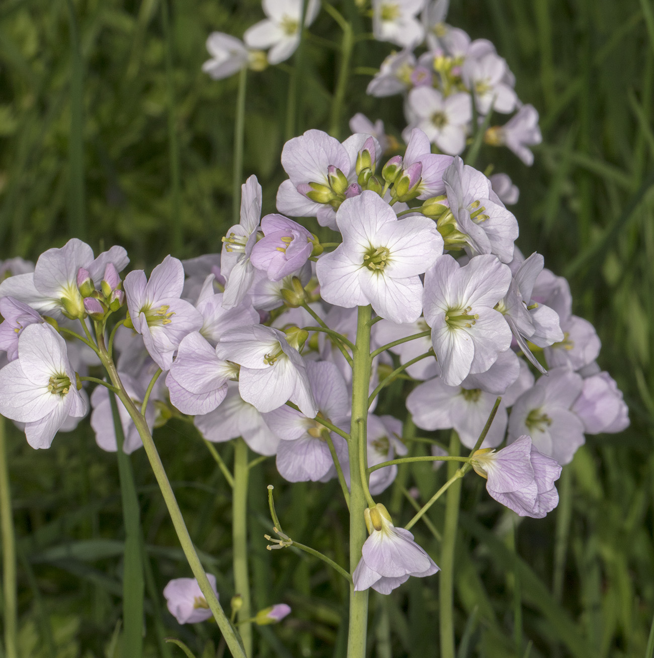 Sleeping Cuckooflowers Naturally