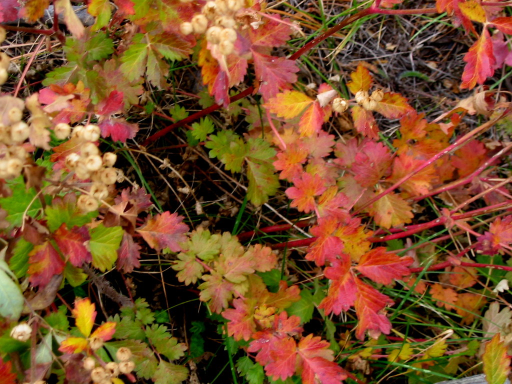 COHorts Native plants for fall color