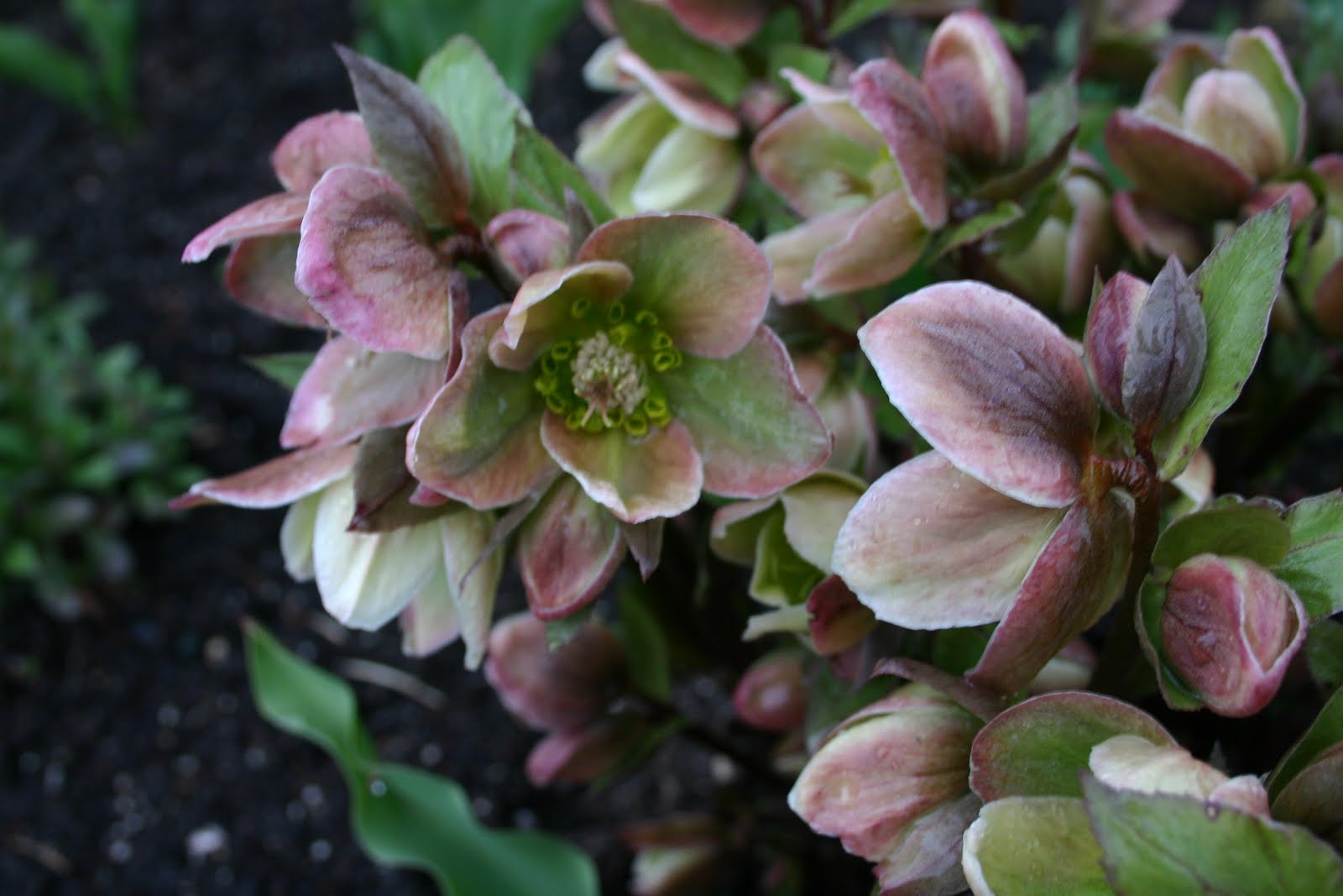 HELLEBORES IN FULL BLOOMWONDERFUL EARLY SPRING PERENNIALS Sowing