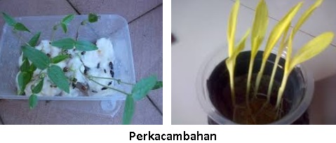 Laporan Pertumbuhan Tumbuhan Kacau Hijau Jagung Tips And Trik 2
