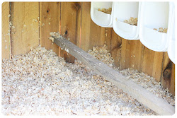 chicken chickens cheap coop roost boxes height raise way corner wood progress
