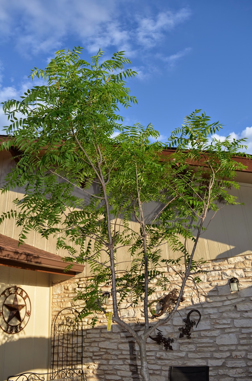 Rebecca's Texas Garden New Courtyard Tree Chinese Pistache