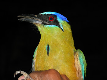Observação de Aves em Bonito (MS)