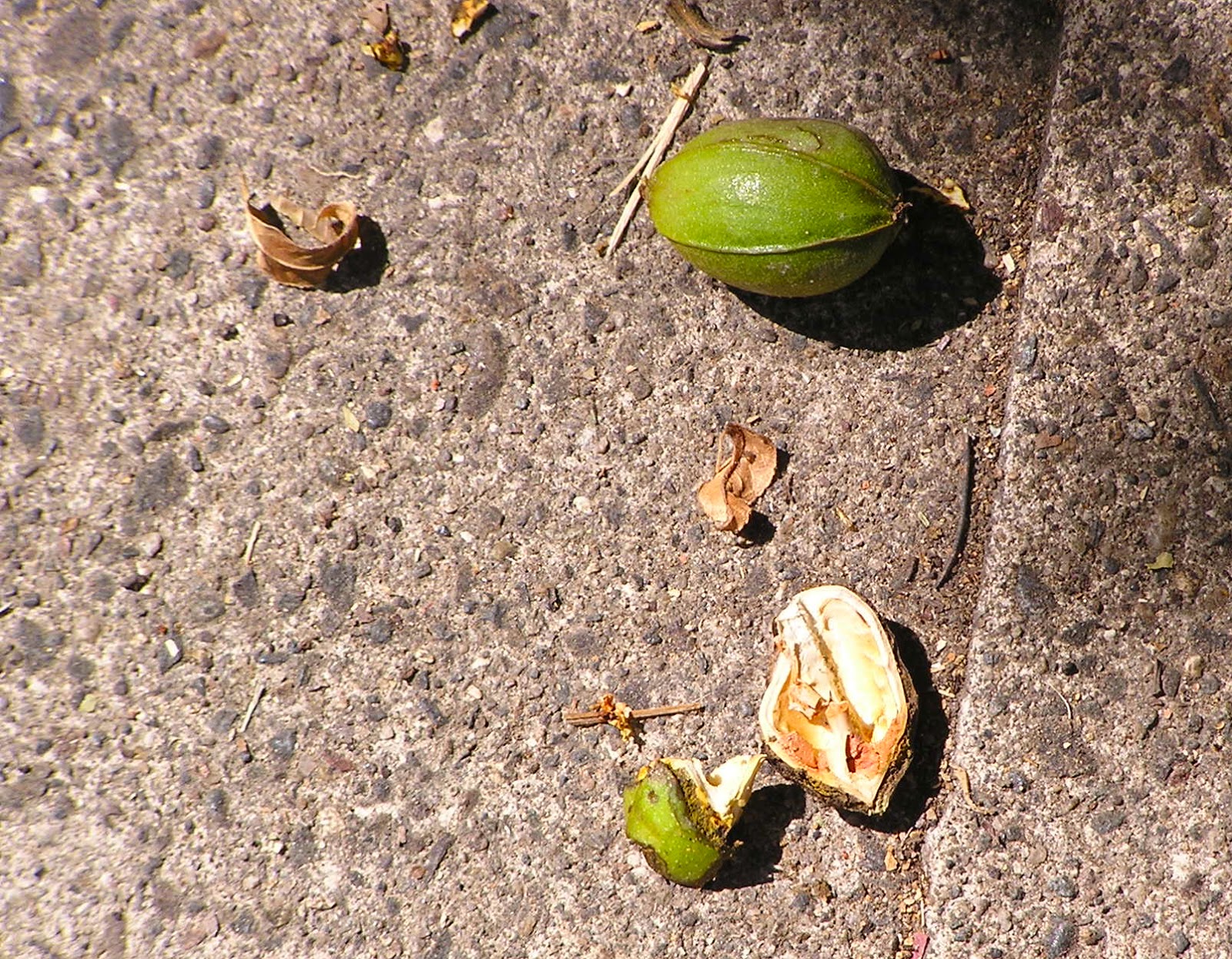 Perspective Pecaneating squirrel