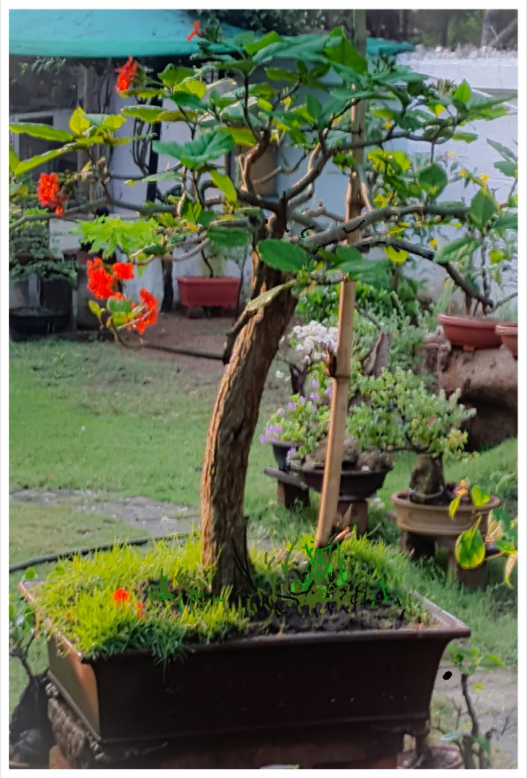 Bodhi Bonsai, Chennai, India March 2016