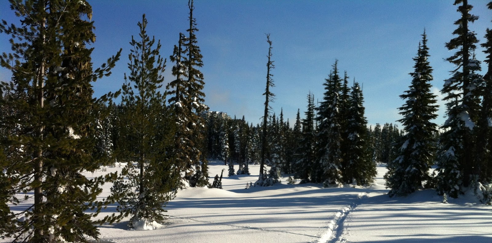 ZAP Adventures Paradise Meadows Mount Washington