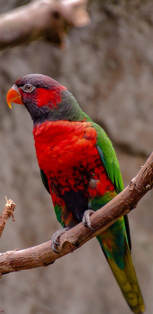 A beautiful and colorful parrot.