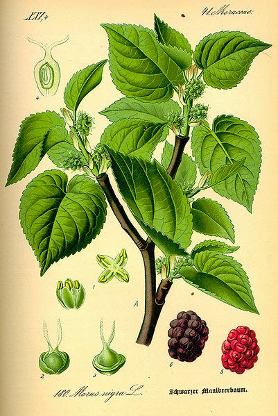 Flora de Puerto Rico Ilustrada Papo Vives: MORACEAE MORUS NIGRA PALO DE ...