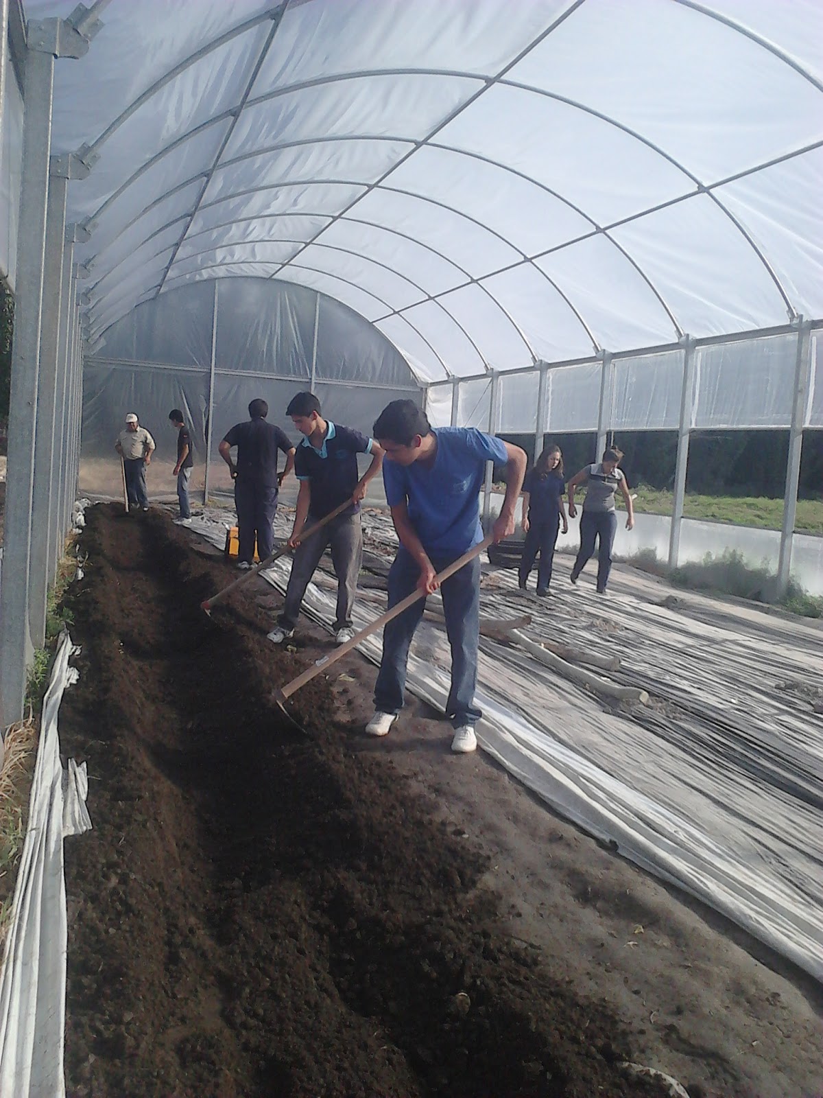 Escuela 4-025 "Los Corralitos": PRODUCCIÓN DE PLANTAS BAJO CUBIERTA