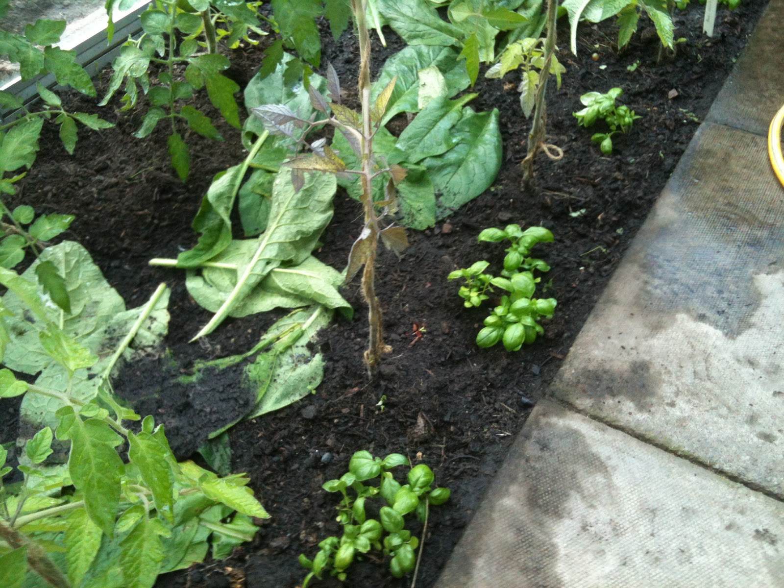 Using A Comfrey Mulch to Boost the Glasshouse Tomatoes Life on Pig Row