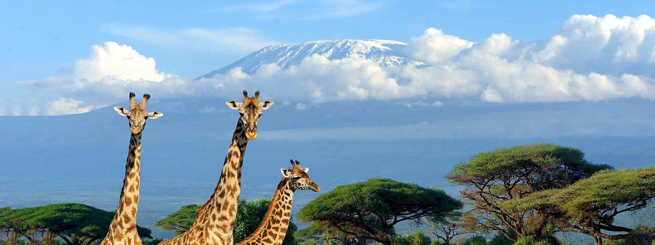 Tanzania safari price travel deals climbing Kilimanjaro adventures