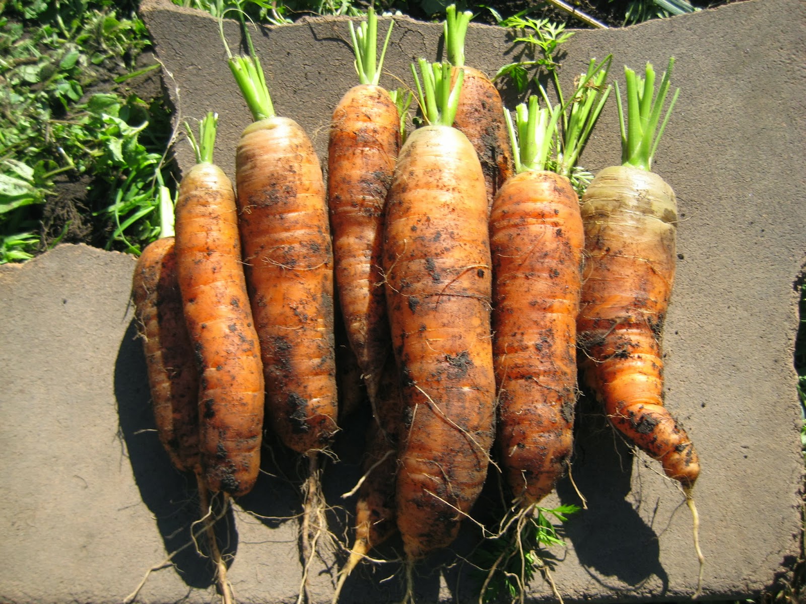 Морковная Муха