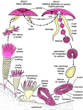 Daur hidup dan Siklus Hidup Aurelia Aurita (Ubur Ubur) - Smansatuja