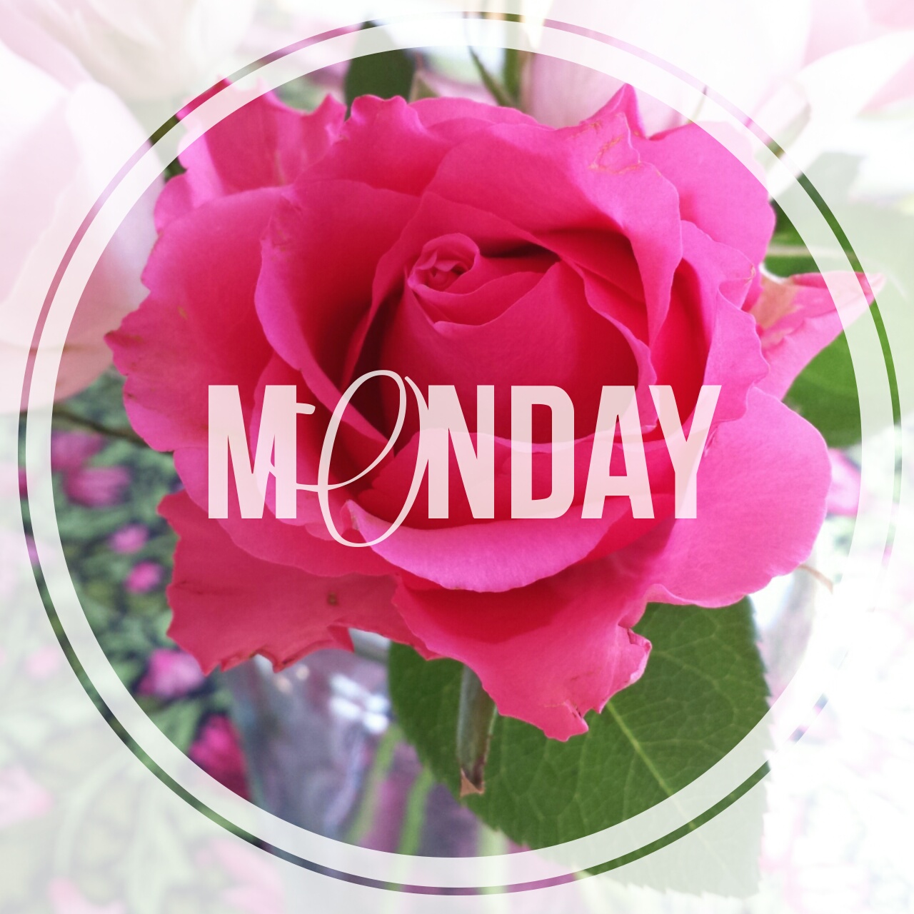 edited in rhonna designs app for android, pink rose, monday, dear jessie