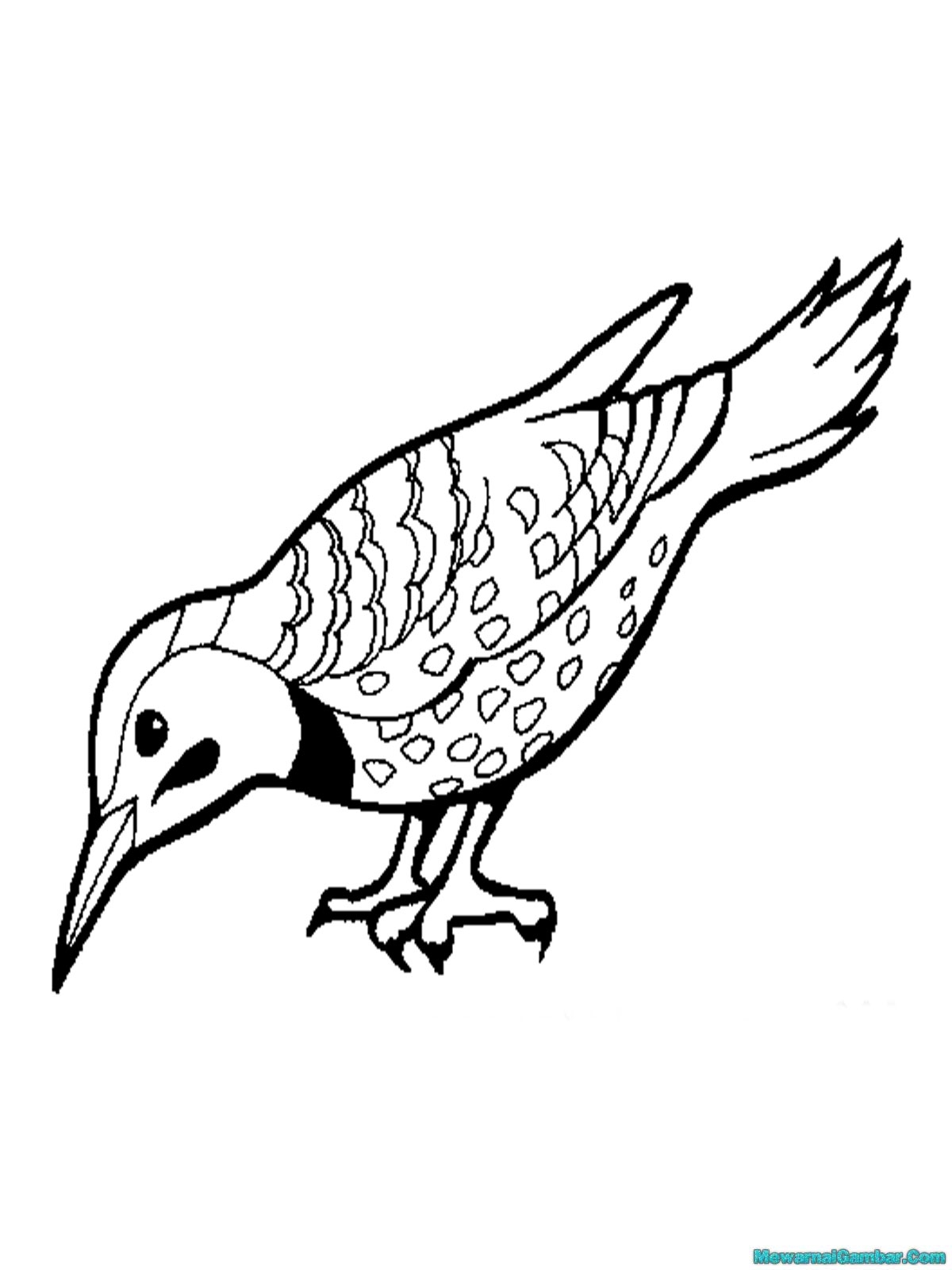 11+ Gambar burung untuk diwarnai terbaru