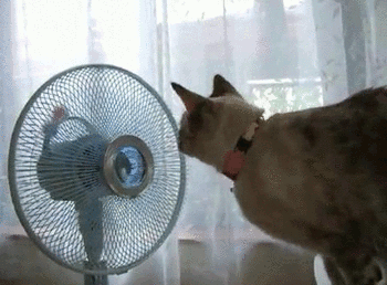 fan of cats?