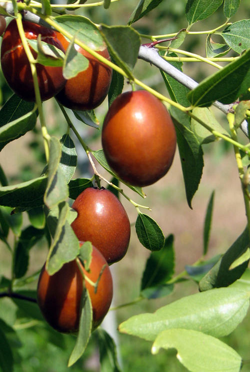 HOW TO GROW JUJUBE TREES IN YOUR FARM/GARDEN Kilimo Hai
