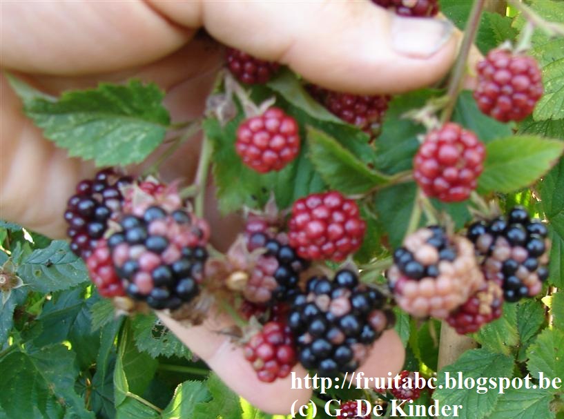 rubus_fruticosus_chesterthornless_zonnebrand.JPG