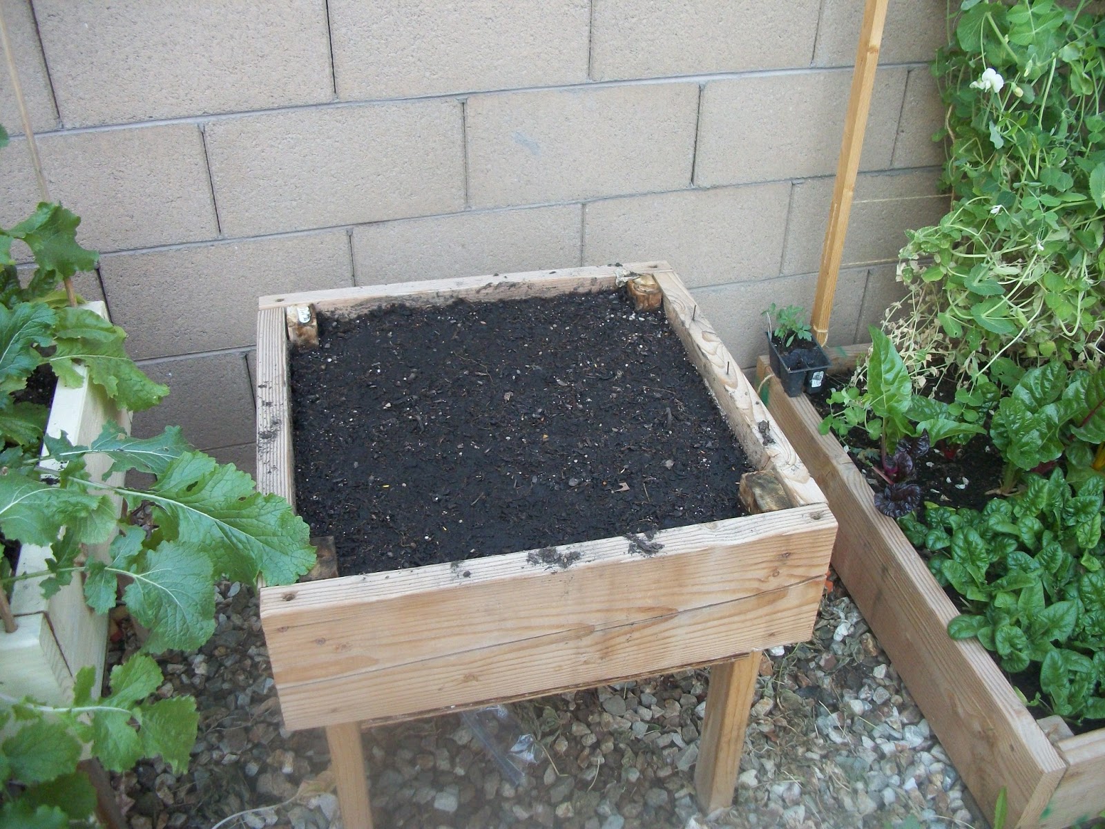 How To Build an Elevated Garden Box