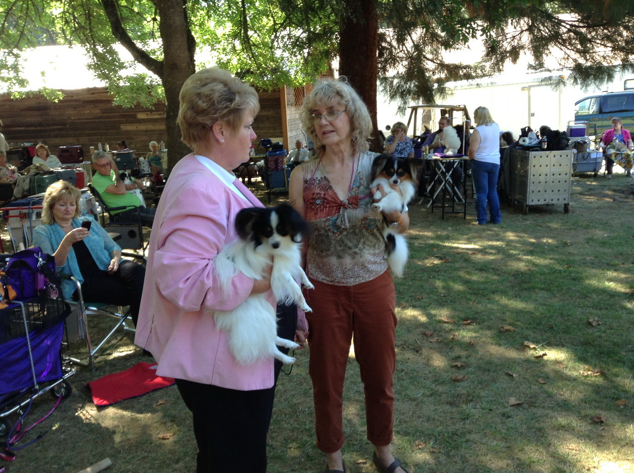 Road's End Papillons Brownsville, OR, Eugene Kennel Club
