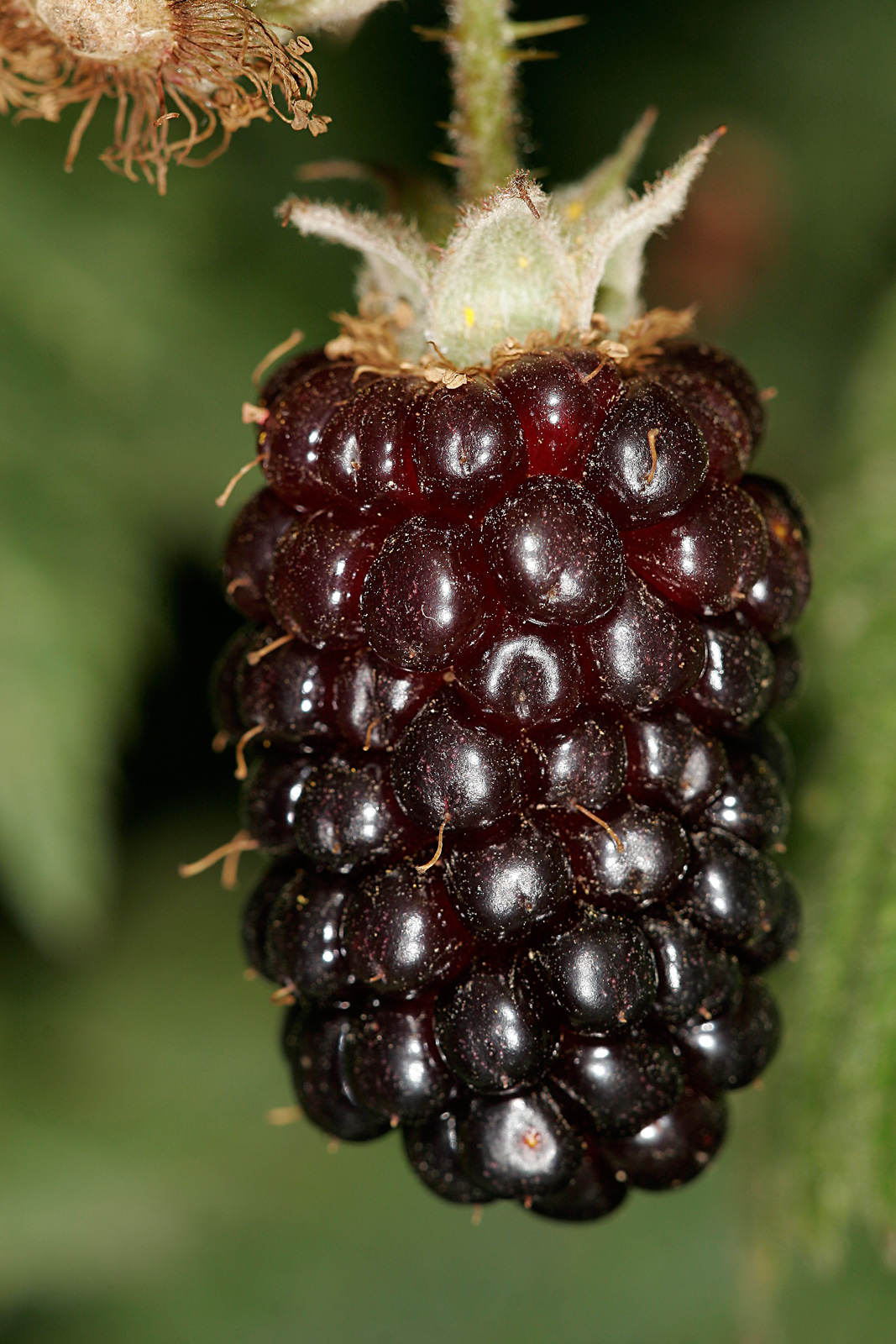 Boysenberry Fruit Natural Beauty