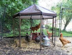 chicken pro coop poultry p4 pittsburgh chickens