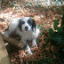 Animal Action Ioannina:Πήραν την μαμά απο τα κουταβάκια της  Μήπως είδατε αυτή τη σκυλίτσα;
