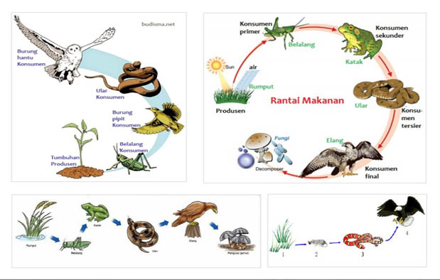 Contoh-contoh Ekosistem Sawah - Contoh 84